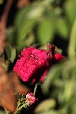 bahçede büyüyen güzel pembe çiçekler