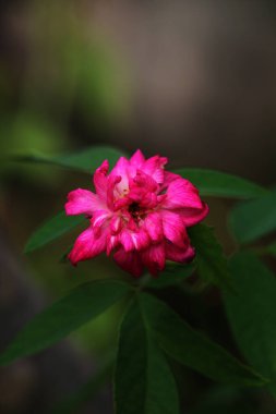 bahçede büyüyen güzel pembe çiçekler