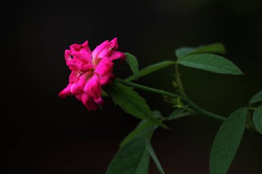 bahçede büyüyen güzel pembe çiçekler