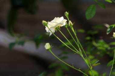 Bahçedeki güzel beyaz gül çiçekleri, çiçek kavramı...