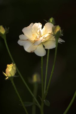 Bahçedeki güzel beyaz gül çiçekleri, çiçek kavramı...
