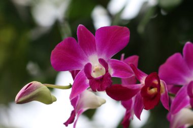 bahçede büyüyen güzel pembe çiçekler