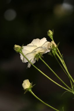 Bahçedeki güzel beyaz gül çiçekleri, çiçek kavramı...