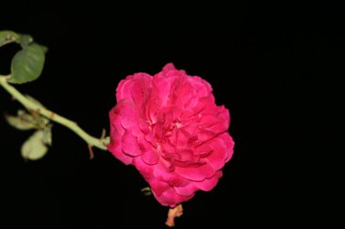 bahçede büyüyen güzel pembe çiçekler