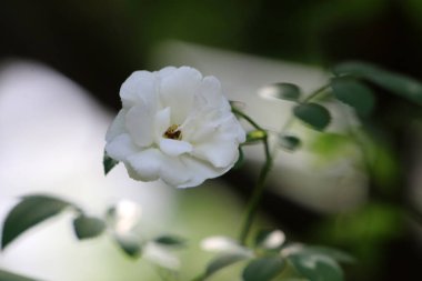 Bahçedeki güzel beyaz gül çiçekleri, çiçek kavramı...