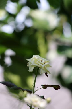 Bahçedeki güzel beyaz gül çiçekleri, çiçek kavramı...