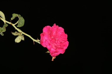 bahçede büyüyen güzel pembe çiçekler