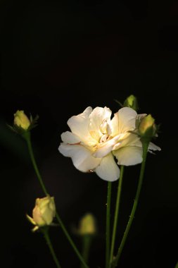 Bahçedeki güzel beyaz gül çiçekleri, çiçek kavramı...