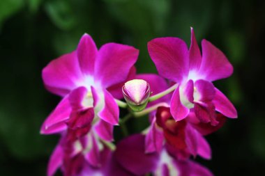 bahçede büyüyen güzel pembe çiçekler