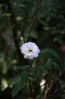 Bahçedeki güzel beyaz gül çiçekleri, çiçek kavramı...