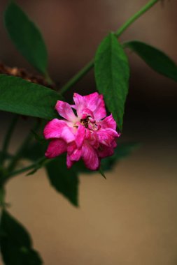 bahçede büyüyen güzel pembe çiçekler