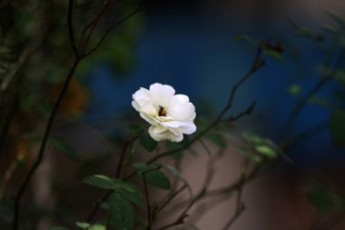 Bahçedeki güzel beyaz gül çiçekleri, çiçek kavramı...