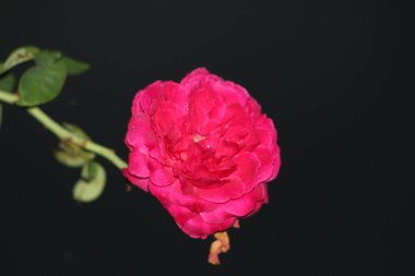 bahçede büyüyen güzel pembe çiçekler