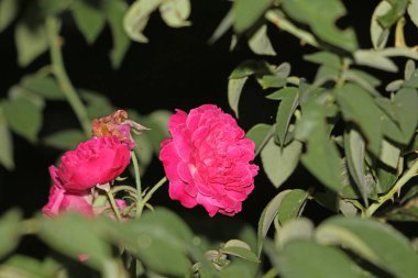 bahçede büyüyen güzel pembe çiçekler