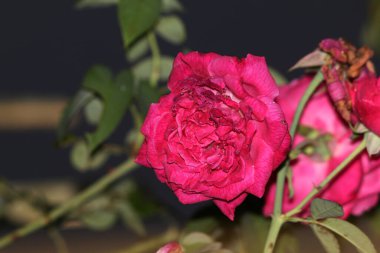 bahçede büyüyen güzel pembe çiçekler