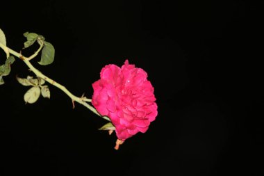 bahçede büyüyen güzel pembe çiçekler