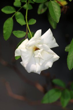 Bahçedeki güzel beyaz gül çiçekleri, çiçek kavramı...