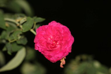 bahçede büyüyen güzel pembe çiçekler