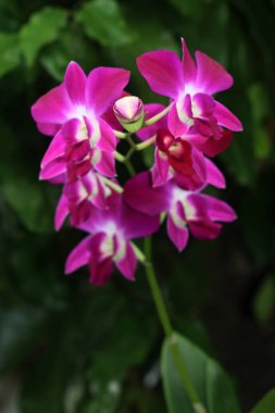 bahçede büyüyen güzel pembe çiçekler