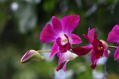 bahçede büyüyen güzel pembe çiçekler