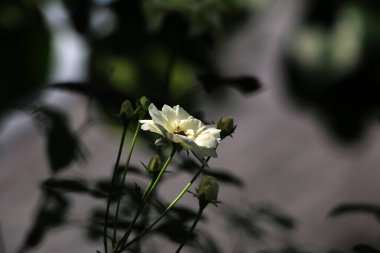 Bahçedeki güzel beyaz gül çiçekleri, çiçek kavramı...