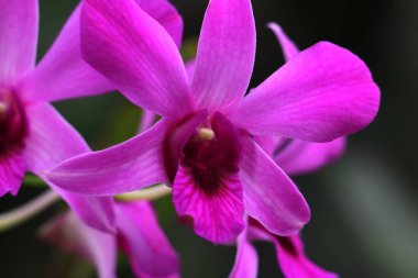 bahçede büyüyen güzel pembe çiçekler