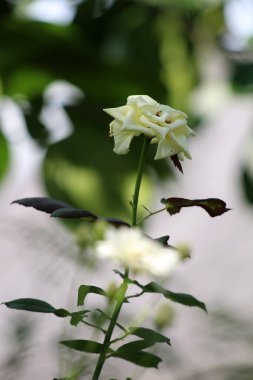 Bahçedeki güzel beyaz gül çiçekleri, çiçek kavramı...