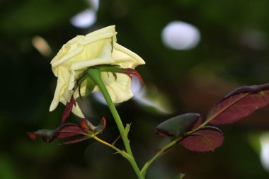 güzel sarı çiçekler bahçede büyüyen