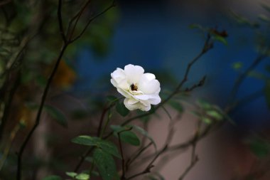 Bahçedeki güzel beyaz gül çiçekleri, çiçek kavramı...