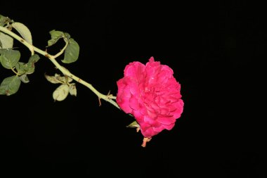 bahçede büyüyen güzel pembe çiçekler