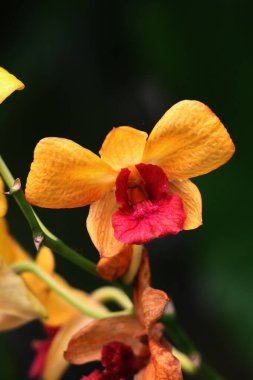 güzel sarı çiçekler bahçede büyüyen