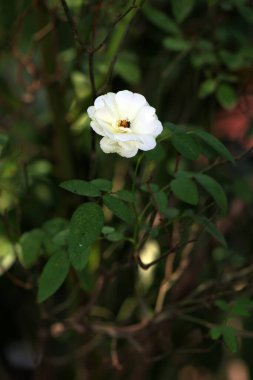 Bahçedeki güzel beyaz gül çiçekleri, çiçek kavramı...