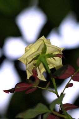 Bahçedeki güzel beyaz gül çiçekleri, çiçek kavramı...