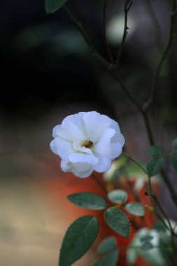 Bahçedeki güzel beyaz gül çiçekleri, çiçek kavramı...