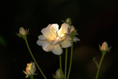Bahçedeki güzel beyaz gül çiçekleri, çiçek kavramı...
