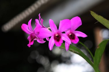 bahçede büyüyen güzel pembe çiçekler