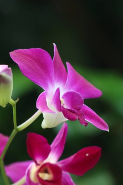 bahçede büyüyen güzel pembe çiçekler