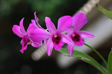 bahçede büyüyen güzel pembe çiçekler