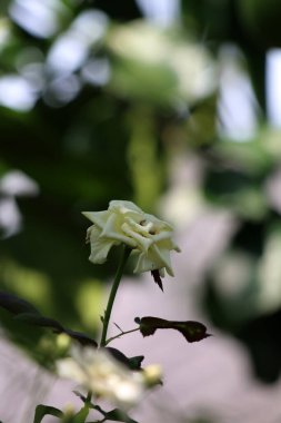 Bahçedeki güzel beyaz gül çiçekleri, çiçek kavramı...