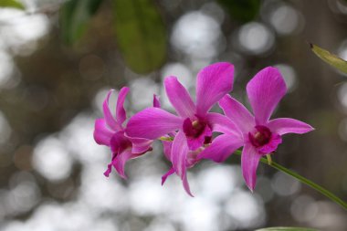 Bahçedeki güzel pembe çiçekler