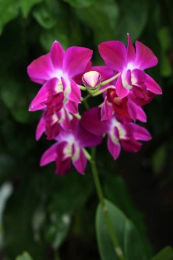 bahçede büyüyen güzel pembe çiçekler