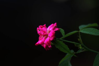 bahçede büyüyen güzel pembe çiçekler