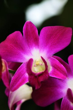 bahçede büyüyen güzel pembe çiçekler