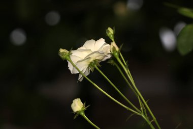 Bahçedeki güzel beyaz gül çiçekleri, çiçek kavramı...