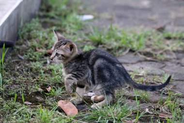 Doğal ortamda sevimli bir tekir kedi yavrusu.