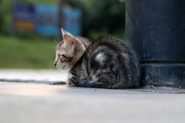 Doğal ortamda sevimli bir tekir kedi yavrusu.