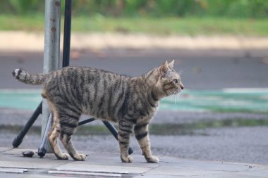 Doğal ortamda yakalanmış güzel bir tekir kedi.