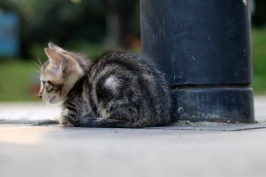 Sakin açık hava sahnesinde küçük tekir kedi yavrusu