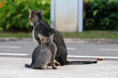 Rahat kedileri gösteren doğal bir an.