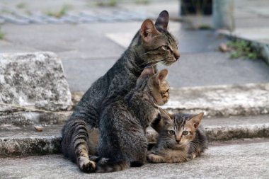 Sokak kedileri açık alanda huzur içinde dinleniyor.